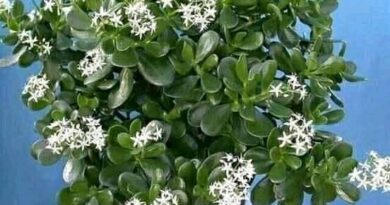 Къде е най-подходящото място в дома за дървото на парите, за да расте бързо и да цъфти красиво