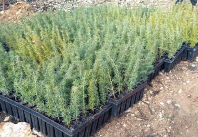 Община Стара Загора апелира към хората: Да засадим гора на „Седми километър“