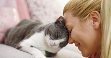 Когато котката се търка у вас, ето какво означава?