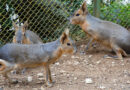 Зоопаркът на Стара Загора има нови бебета – патагонски мари