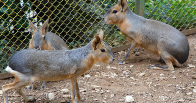 Зоопаркът на Стара Загора има нови бебета – патагонски мари