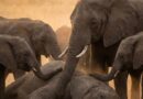 Слоновете траурят, ако някой от стадото умре