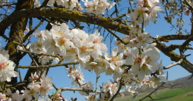 Еврейската общност празнува Ту би Шват- празникът на дърветата