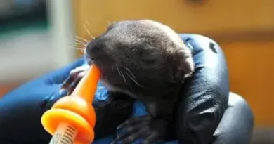 Спасиха три бебета катерички в Стара Загора