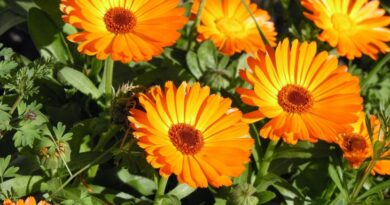 Да имате това растение в градината си е по-ценно от намирането на пари!