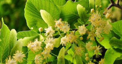 НАГРАДЕНИ във Втория Национален конкурс за хайку поези „С дъх на липи“ – Стара Загора 2026 г.