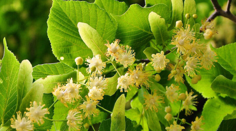 НАГРАДЕНИ във Втория Национален конкурс за хайку поези „С дъх на липи“ – Стара Загора 2026 г.