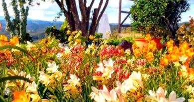 Мъдрост от арабските народи в 31 пословици