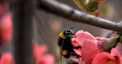 Йордан Радичков за Великден