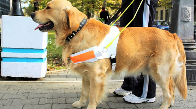 29 април:Международен ден на кучетата водачи