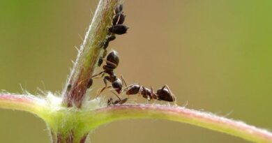 Приказка за една мравка и един мравуняк