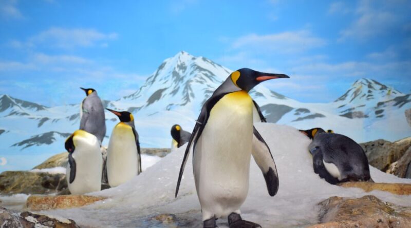 25 април: Световен ден на пингвина