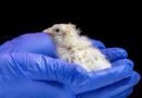 Американска компания излюпи пилета от изкуствено яйце