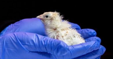Американска компания излюпи пилета от изкуствено яйце