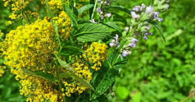 На Еньовден природата говори тихо. Чуват я онези, които умеят да слушат. 🌿☀️