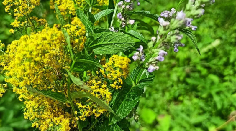 На Еньовден природата говори тихо. Чуват я онези, които умеят да слушат. 🌿☀️