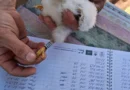 Над 2000 белошипи ветрушки вече са опръстенени в колониите на вида в България