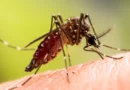 Учени обясняват защо след разчесване ухапването от комар сърби по-силно и по-дълго