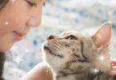 Нострадамус предсказва, че тези, които имат котка в къщи, ще…
