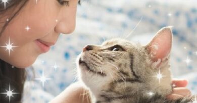 Нострадамус предсказва, че тези, които имат котка в къщи, ще…