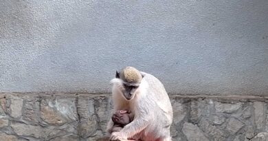 В Зоопарк Стара Загора се роди малко маймунче