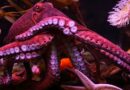 Учени дадоха екстази на октоподи – ето какво се случи