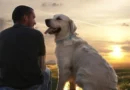 2 прекрасни притчи, които доказват, че истинските приятели са едно от най-ценните неща, които имаме