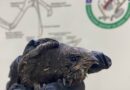 Спасителен център – Зелени Балкани / Wildlife Rescue Centre – Green Balkans  – СЪВЕТВА