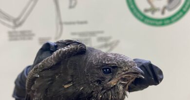 Спасителен център – Зелени Балкани / Wildlife Rescue Centre – Green Balkans  – СЪВЕТВА