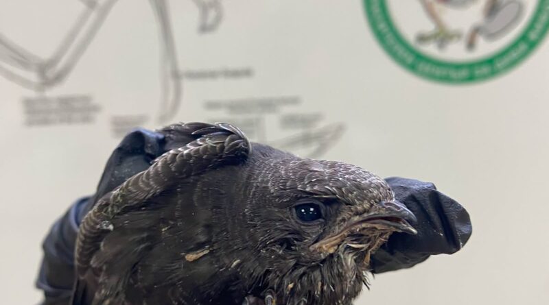 Спасителен център – Зелени Балкани / Wildlife Rescue Centre – Green Balkans  – СЪВЕТВА