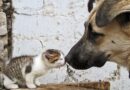 15 август е Международен ден за закрила на бездомните животни