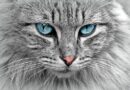 8 август е Международен ден на котките