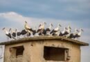 32 бели щъркели от Стара Загора бяха освободени край село Знаменосец