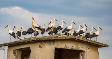 32 бели щъркели от Стара Загора бяха освободени край село Знаменосец