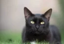 Черните котки – от слуги на дявола до божествени създания