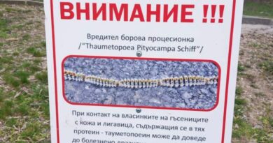 Община Стара Загора продължава мерките срещу боровата процесионка с грижа за природата