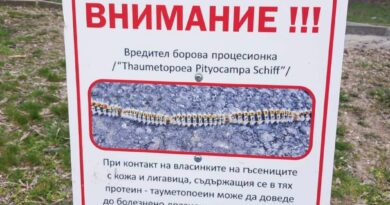 Община Стара Загора продължава мерките срещу боровата процесионка с грижа за природата